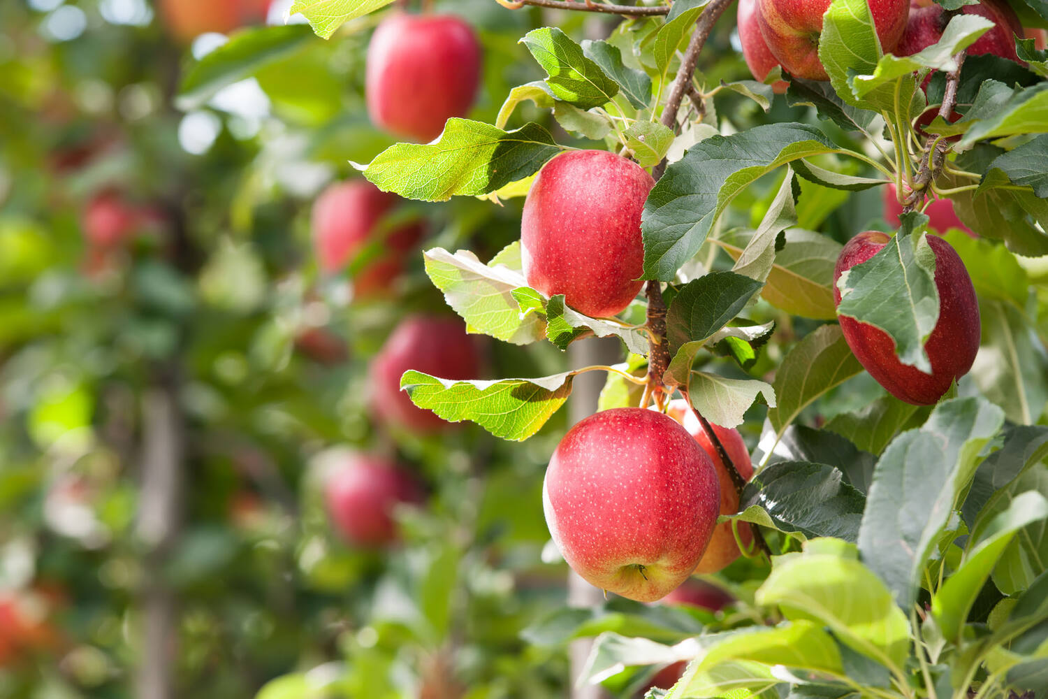 Gala appels gelegd kist 6 kilogram